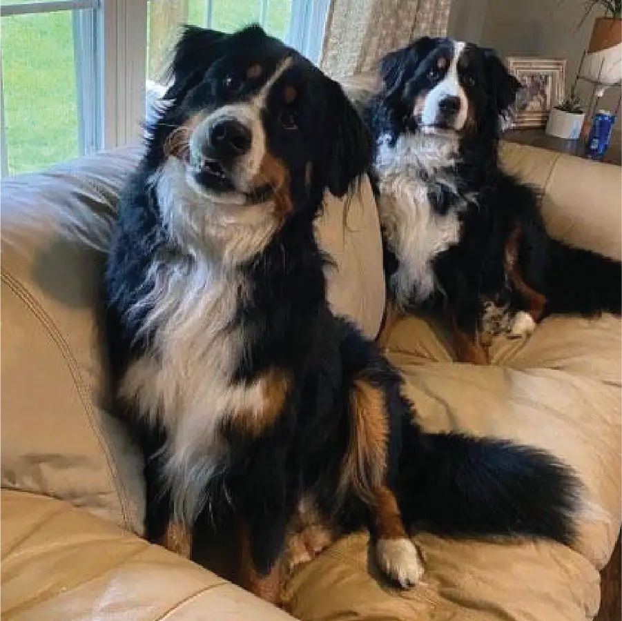 Bernese Mountain Dog Puppies