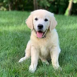 English Cream Golden Retriever Puppy