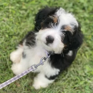 Adorable Mini bernedoodle Puppy