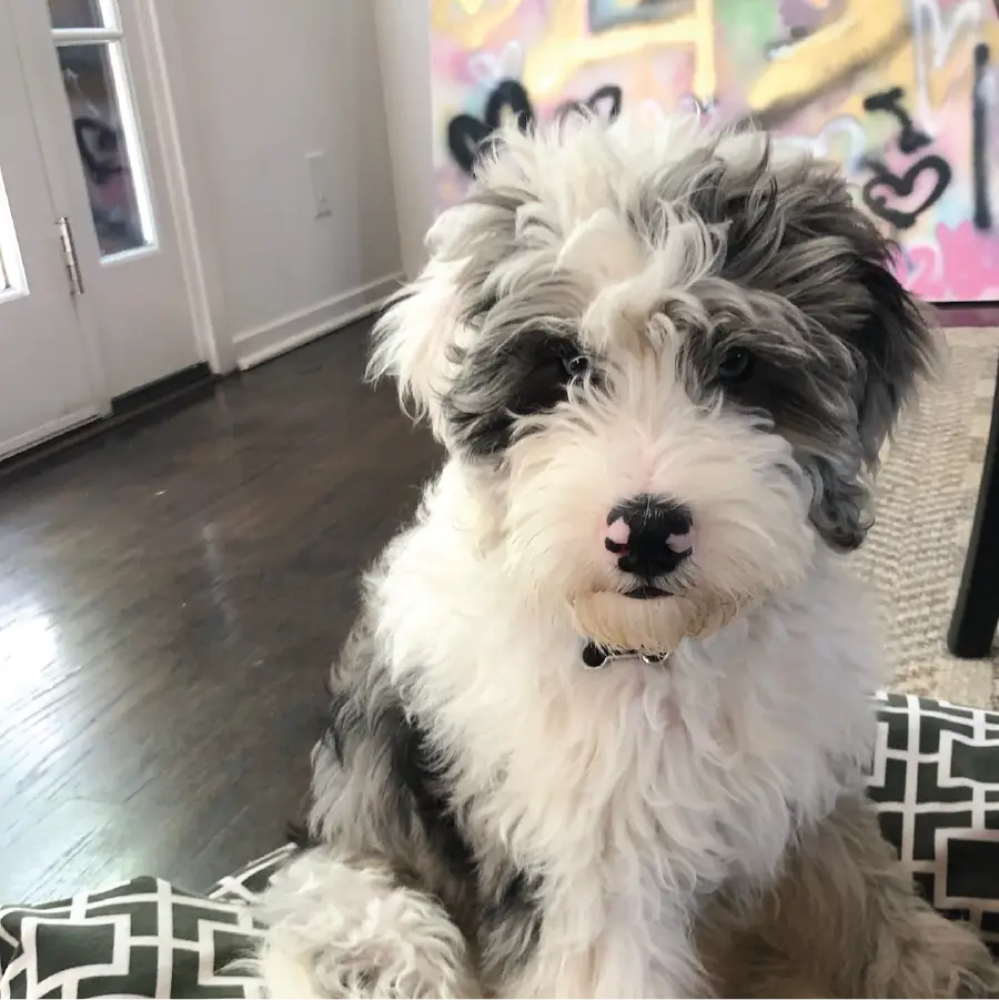 Mini Sheepadoodle Puppy