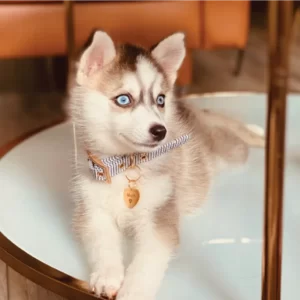 Beautiful Pomsky Puppy