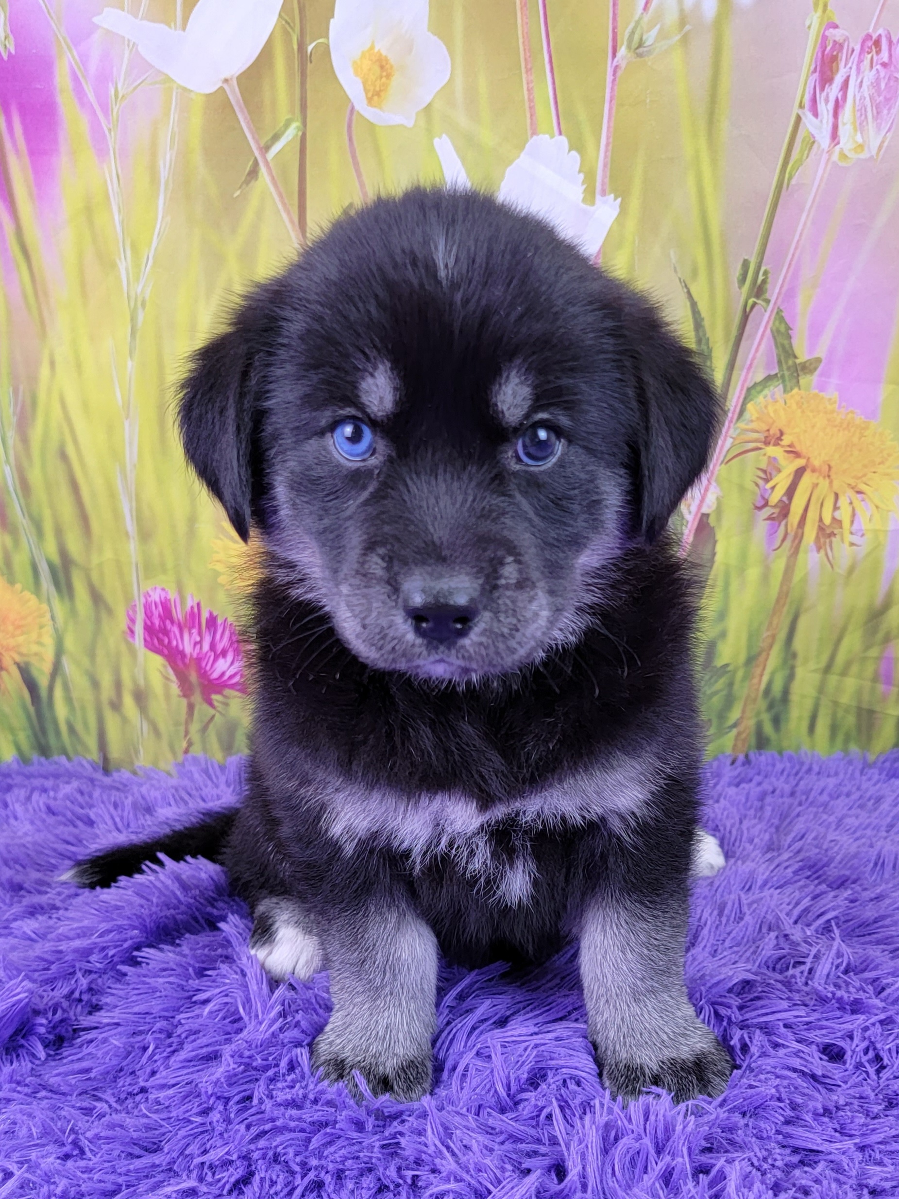 Goberian Puppies for Sale