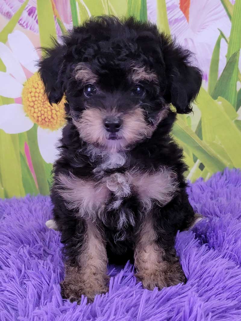 Miniature Poodles for Sale