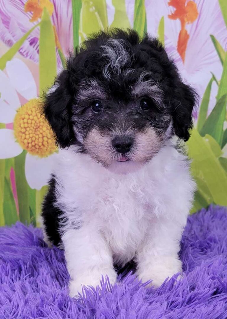 Miniature Poodles for Sale