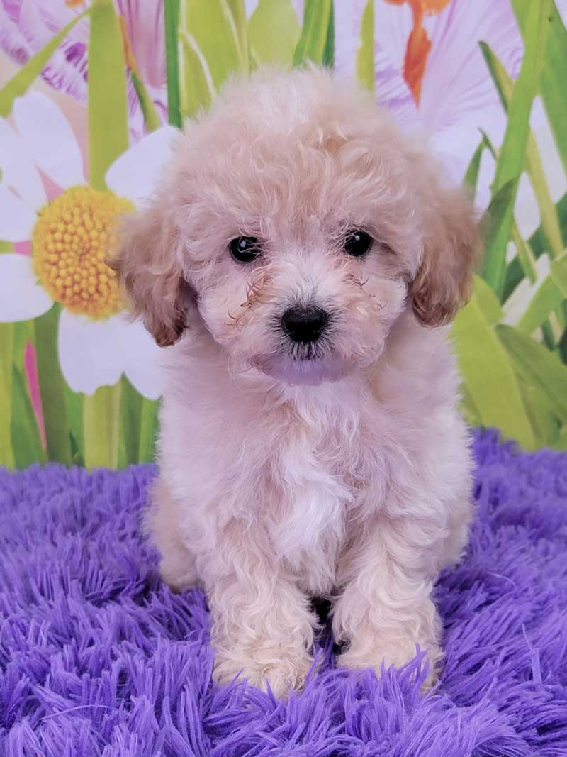 Miniature Poodles for Sale