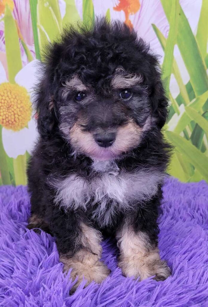 Miniature Poodles for Sale