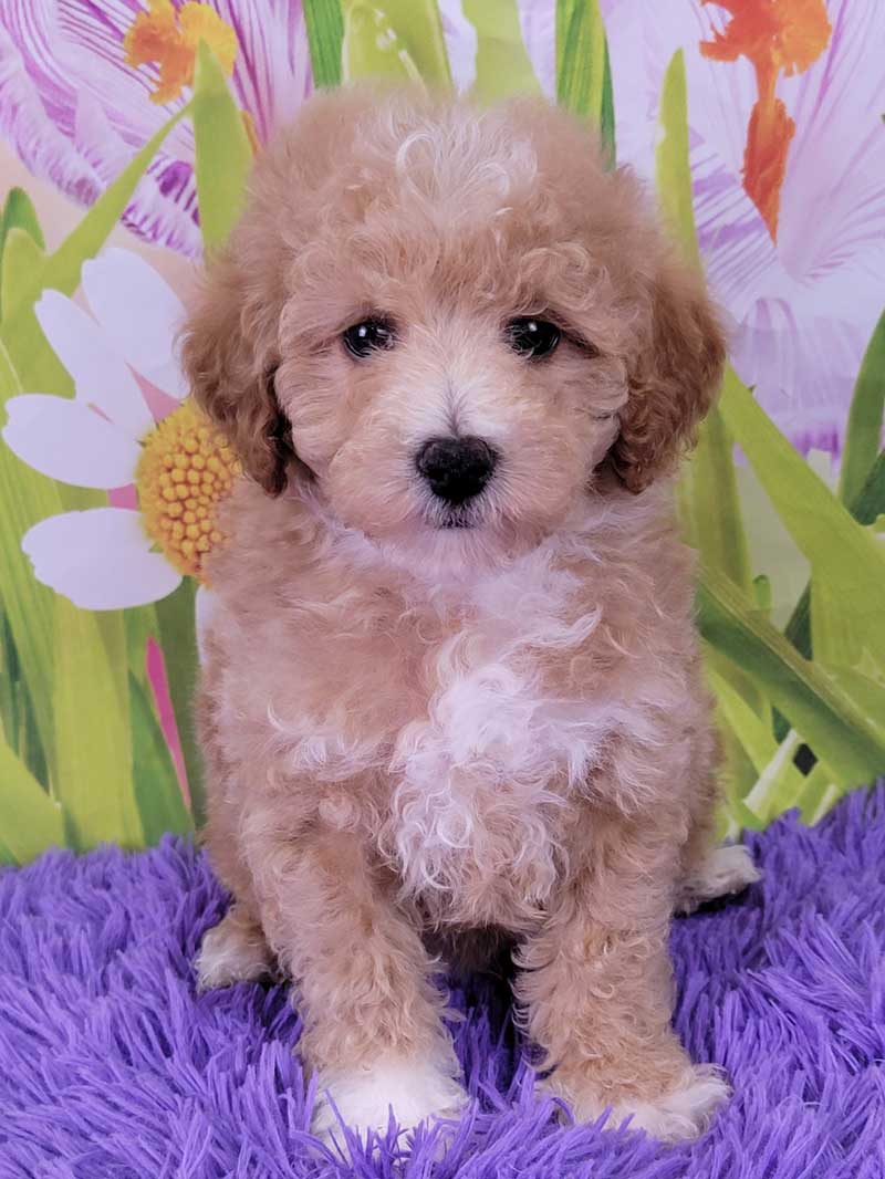 Miniature Poodles for Sale