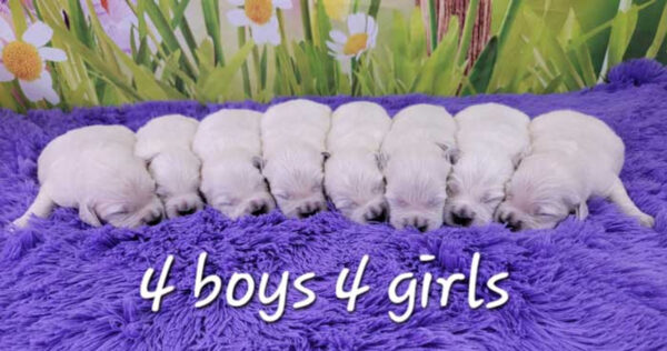 Layla & Quest's Litter