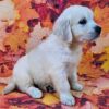 Kinley - Image 2