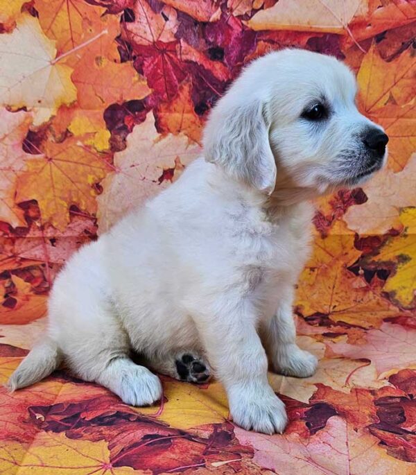 Kinley - Image 2