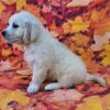 Kinley - Image 3