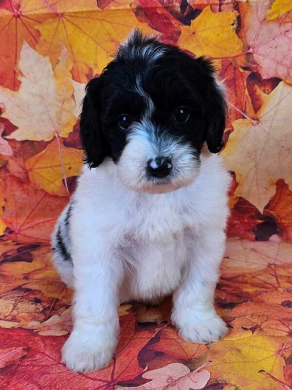 Percy