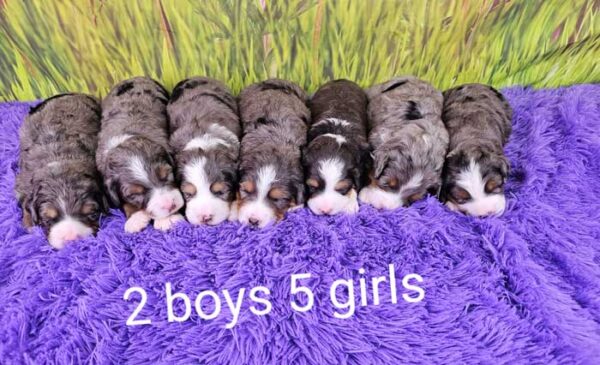 Rainie & Denali's Litter 2023