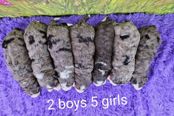 Rainie & Denali's Litter 2023 - Image 2