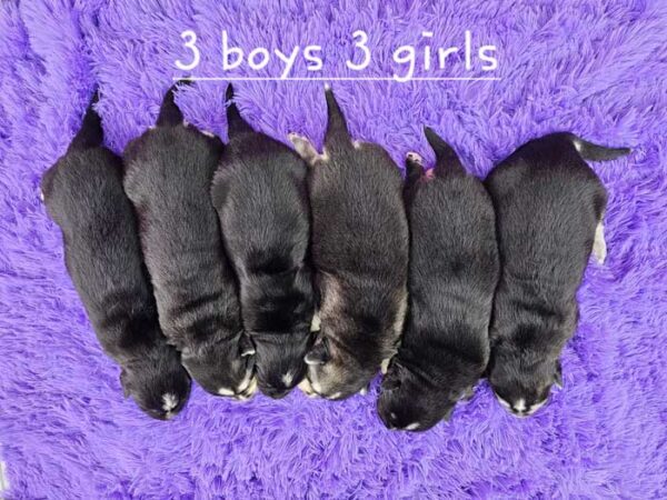 Samantha & Sport's Litter 2023 - Image 2
