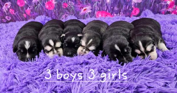 Samantha & Sport's Litter 2023