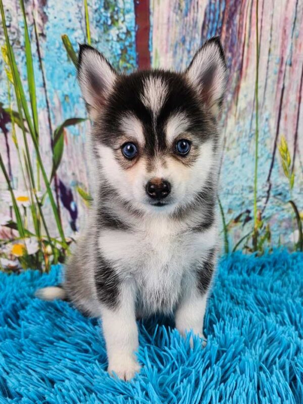 Sawyer