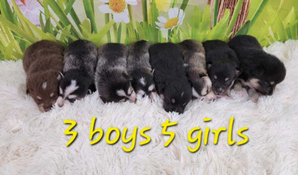 Shelly & Trevor's Litter 2023