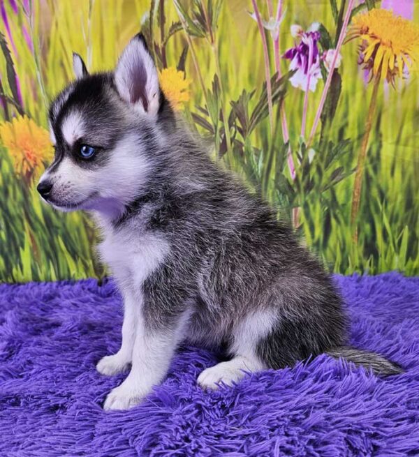 Trixie - Image 4