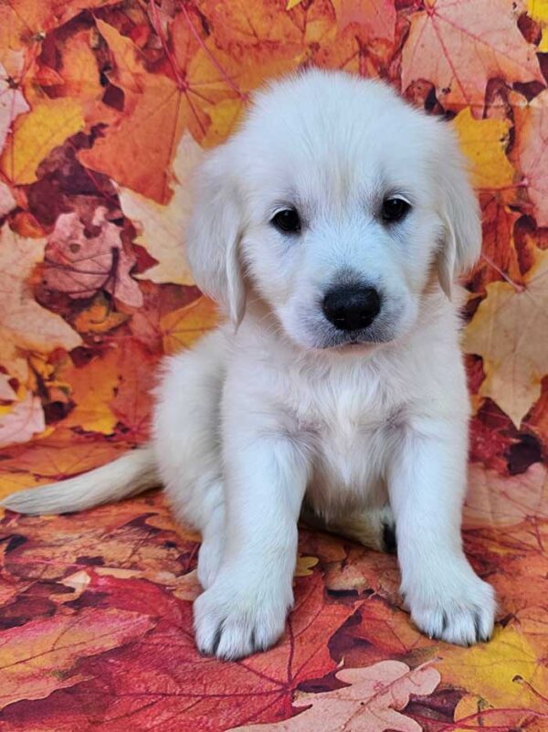 Casper