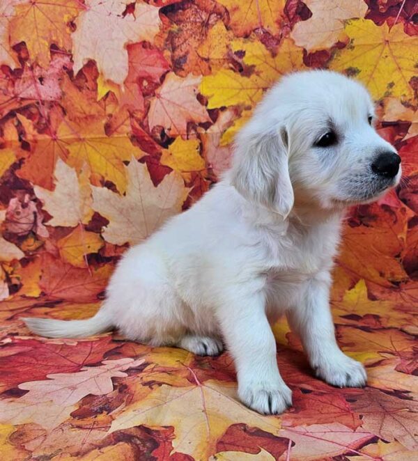 Casper - Image 2