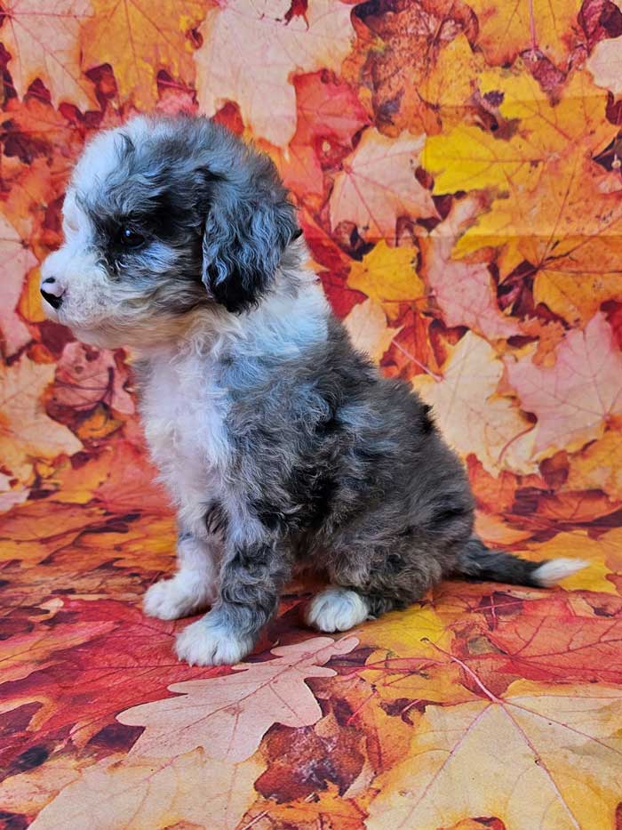 Merle Mini Sheepadoodle Breeders Midwest Jade Woodlot