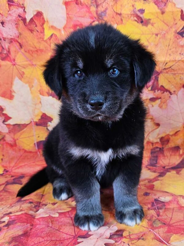 Scout