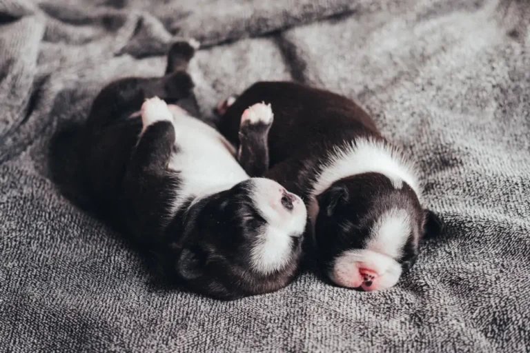 Mini Sheepadoodle Puppies