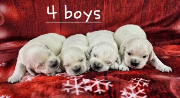 Izzy & Sport's Litter 2023