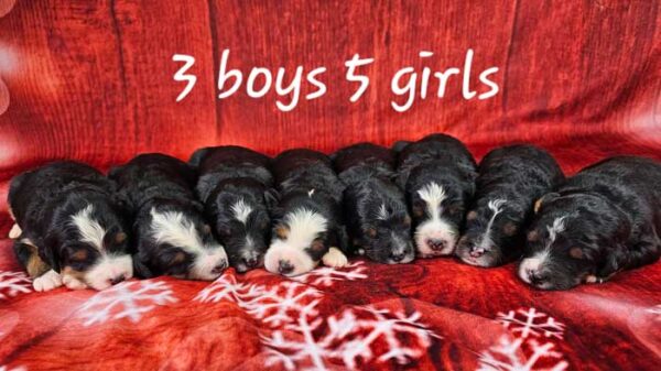 Holly & Tyson's Litter 2023