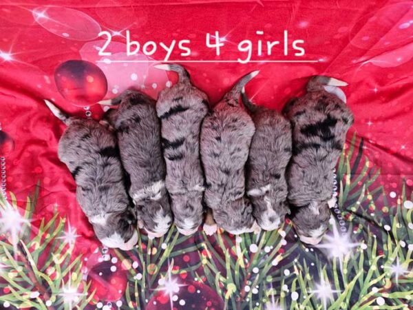 Keri & Denali's Litter 2023 - Image 2