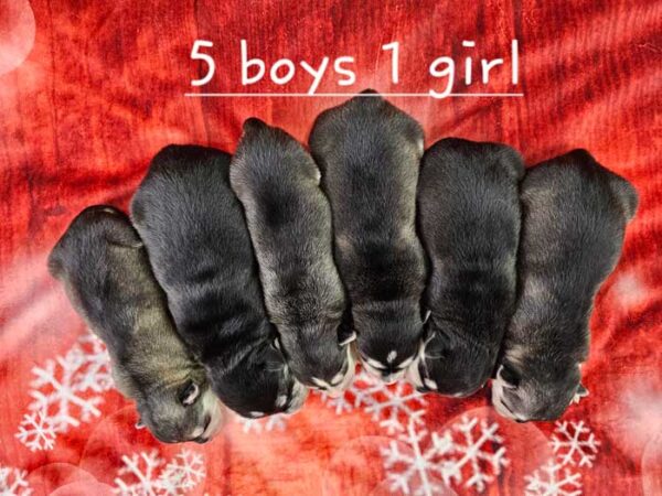 Amber & Duke's Litter - Image 2
