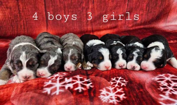 Sherry & Cobalt's Litter 2023