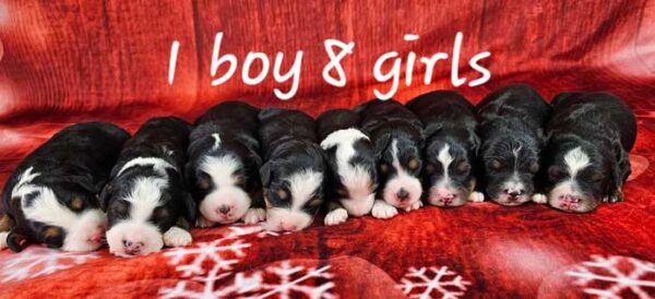 Rose & Tyson's Litter 2023