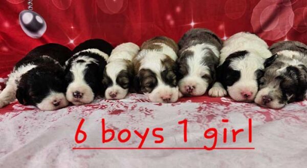 Taylor & Cobalt's Litter 2023