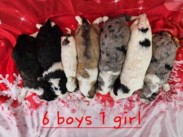 Taylor & Cobalt's Litter 2023 - Image 2