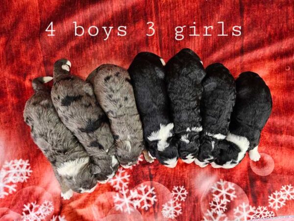 Sherry & Cobalt's Litter 2023 - Image 2