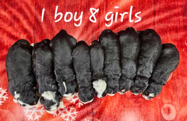 Rose & Tyson's Litter 2023 - Image 2