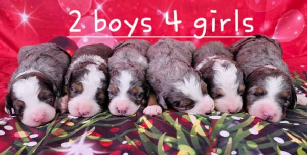 Keri & Denali's Litter 2023
