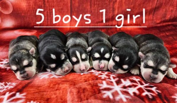 Amber & Duke's Litter