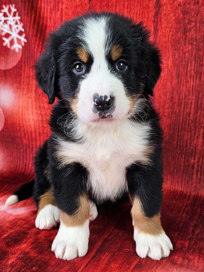 Bernese Mountain Dogs for Sale