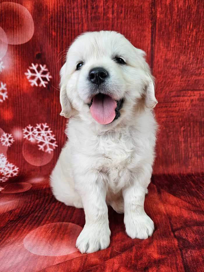 Adorable Puppies Where To Find Puppies For Adoption Animal Shelter