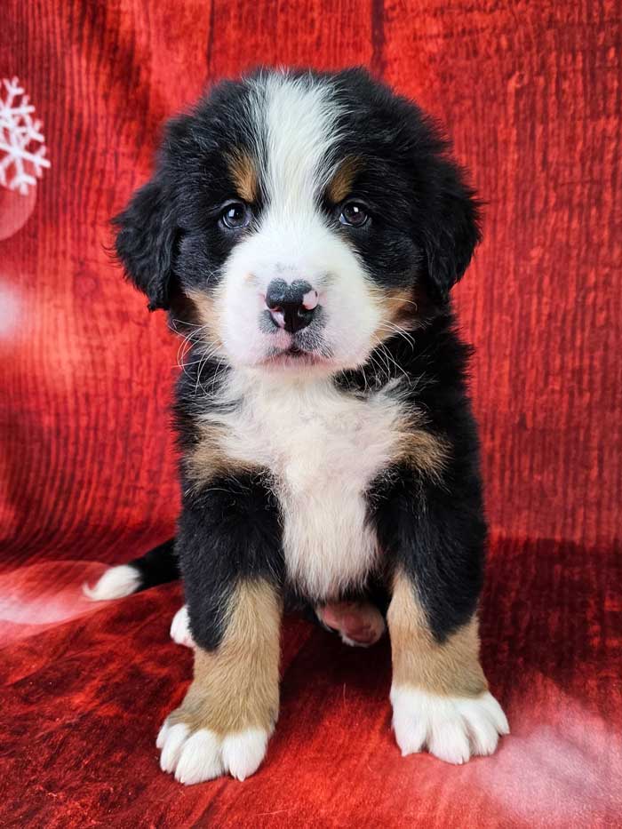Bernese Mountain Dogs for Sale