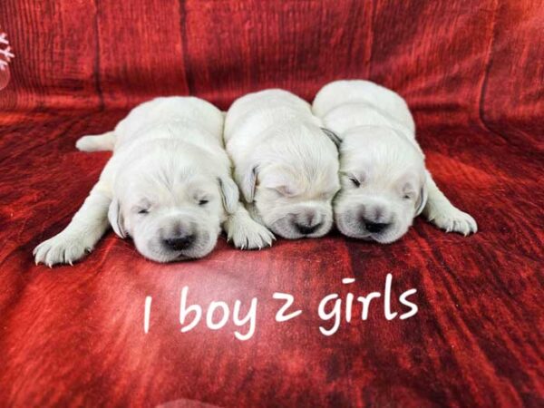 Daisy & Quest's Litter 2023