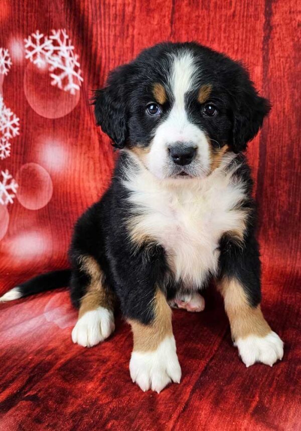 Bernese Mountain Dogs for Sale