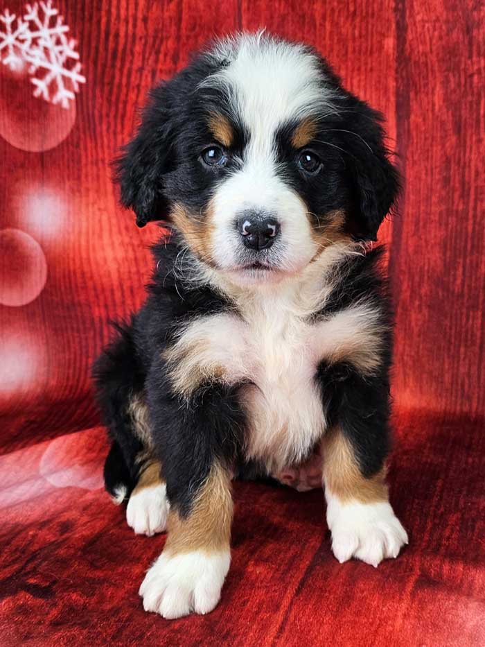 Bernese Mountain Dog Best Dogs To Go Hiking With Best Breed Of Dog
