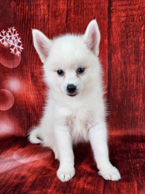 Polar