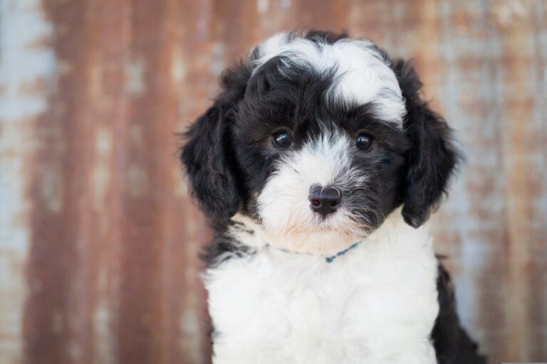 full grown mini sheepadoodle