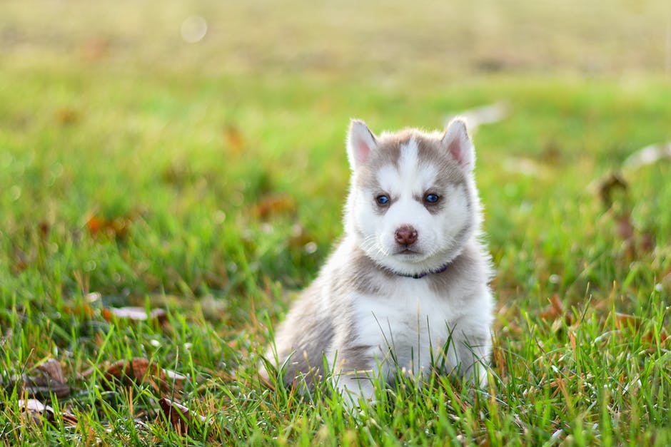 mini pomsky