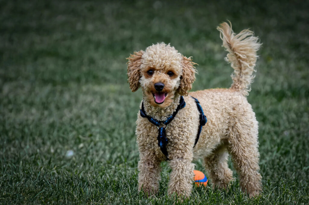 poodle size chart